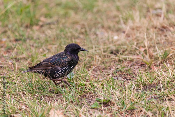 Obraz Starling walking on meadow