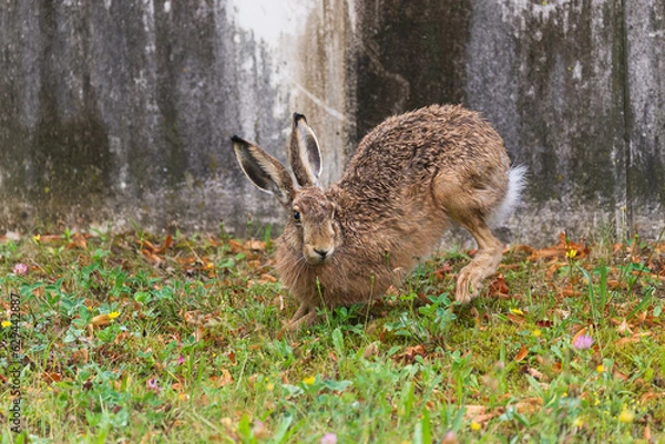 Obraz Brown wild rabbit jumping