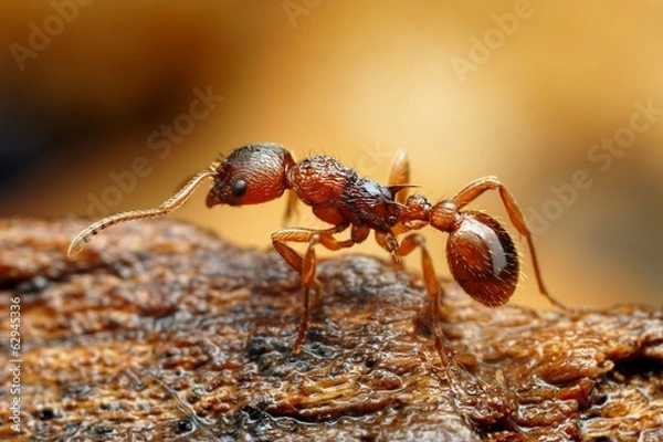 Obraz Zbliżenie Myrmica Ant