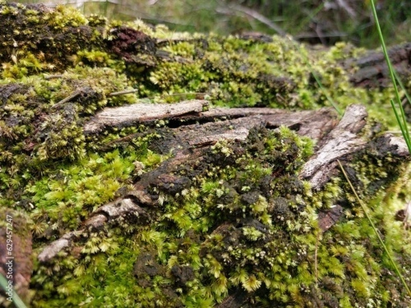 Fototapeta Green moss grown on a piece of old timber wood tree branch in the rain forest close up