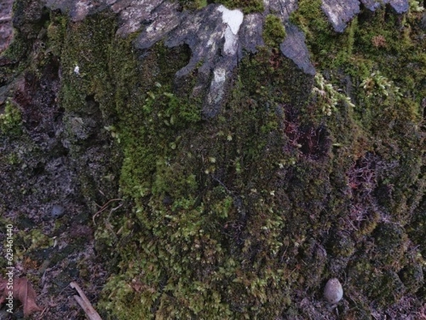 Fototapeta Green moss grown on a piece of old timber wood tree branch in the rain forest close up