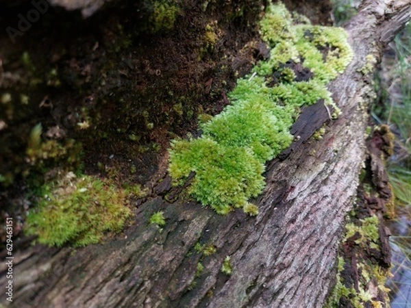 Fototapeta Green moss grown on a piece of old timber wood tree branch in the rain forest close up
