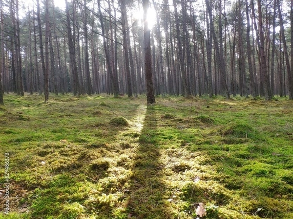 Obraz Forest with moss and sun shafts