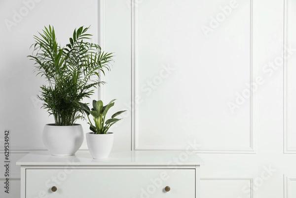 Fototapeta Different houseplants in pots on chest of drawers near white wall, space for text