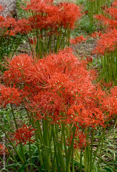 Fototapeta 鮮かな赤色の彼岸花