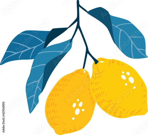 Fototapeta Hand drawn vector illustration lemon branch with leaves