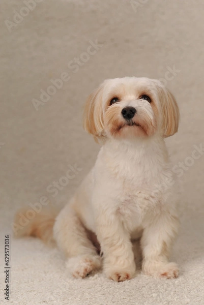 Fototapeta beige maltipu sits on a beige background in the studio