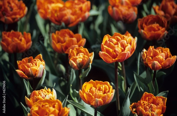 Fototapeta double orange tulips