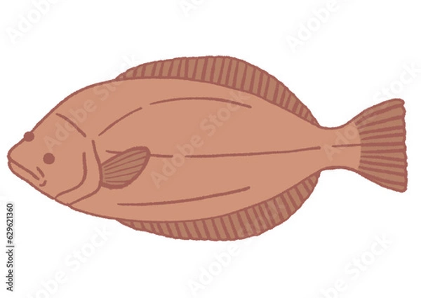 Obraz 가자미 일러스트