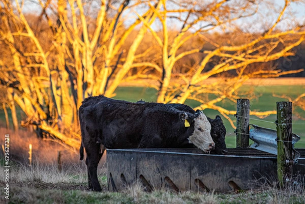 Obraz Black baldy lactating heifer drinking water