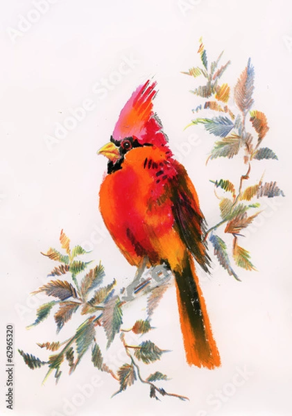 Fototapeta Watercolor painting of cardinal bird sitting on a branch
