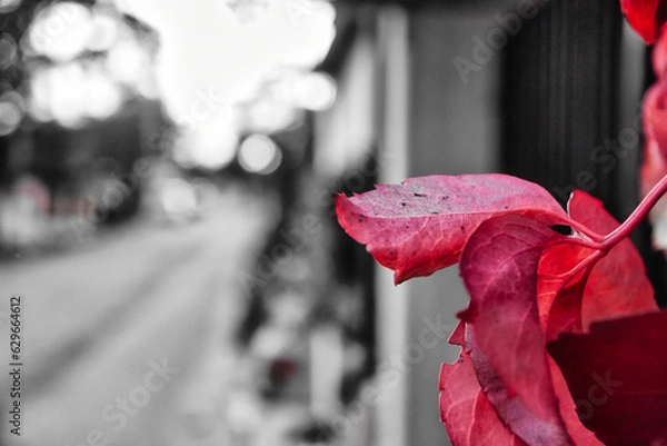 Fototapeta Autumn leave whit selective red color in black and white blurred background.