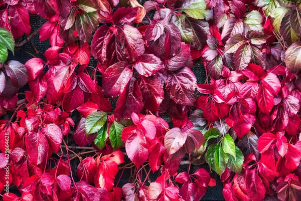 Fototapeta Autumn leaves on the wall after rein in november whit a wonderful red color
