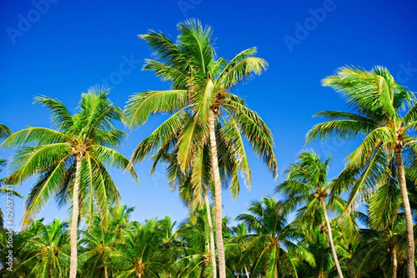 Fototapeta palm trees