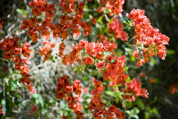 Fototapeta red flowers