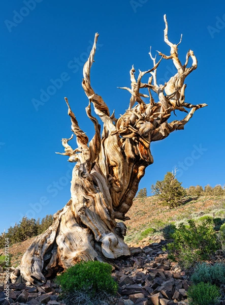 Obraz Bristlecone pine tree