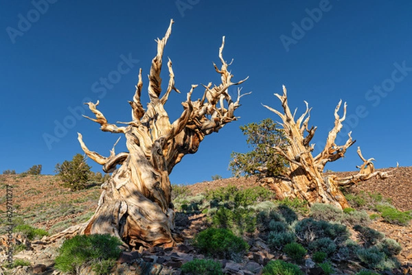 Obraz Bristlecone Pine trees