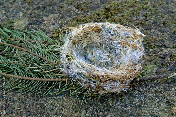 Fototapeta Empty bird nest fallen from fir tree