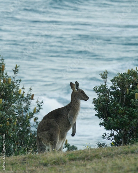 Obraz kangaroo in the wild