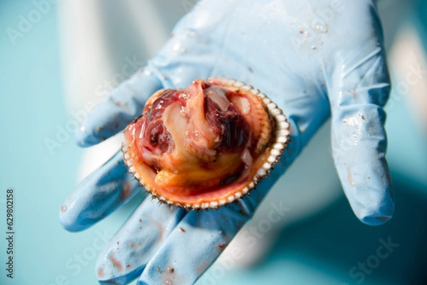 Obraz 閖上産赤貝