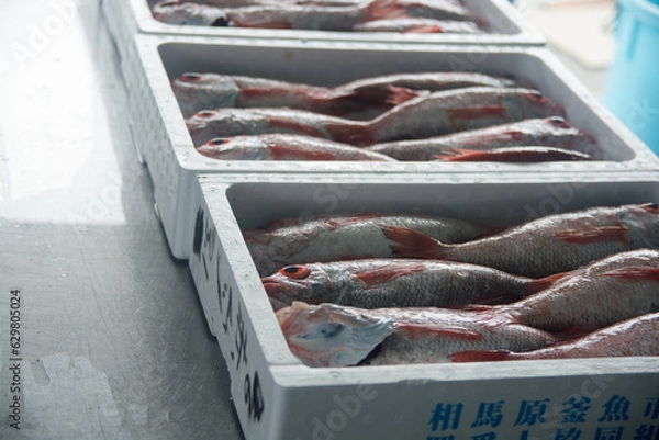 Obraz のどぐろ　アカムツ