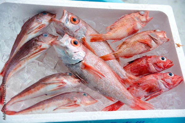 Obraz のどぐろ　アカムツ