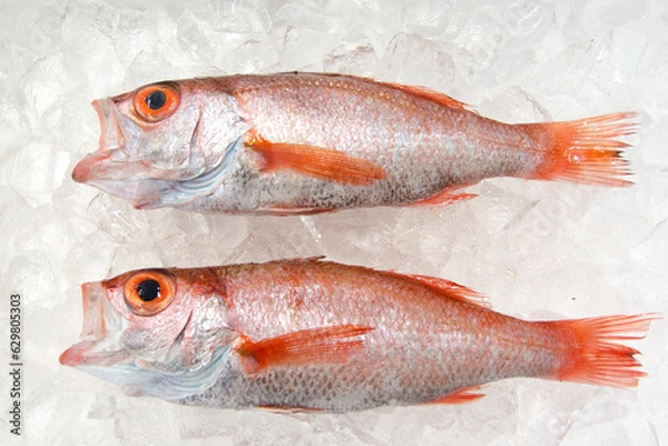 Obraz のどぐろ　アカムツ