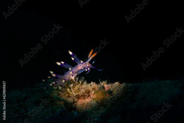 Obraz A seaslug nudibranch on a coral branch