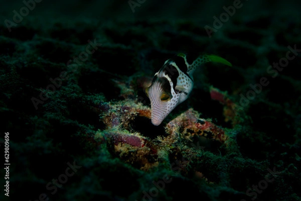 Obraz Valentin sharpnose puffer feeding