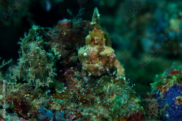 Obraz Two frogfish on coral reef