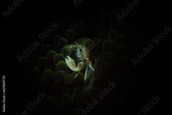 Obraz Small porcelain crab against black background