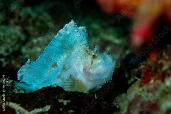 Obraz Leaffish sat on coral reef