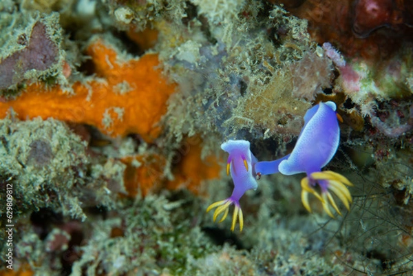 Obraz 2 nudibranch on coral reef