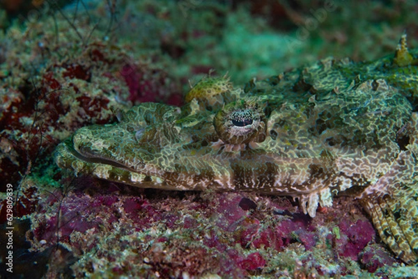 Obraz Crocodilefish perched on red coral reef