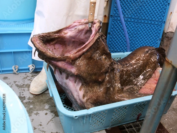 Obraz あんこう　アンコウ　鮟鱇　Anglerfish　Lophiomus setigerus