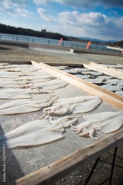 Obraz イカの干物　一夜干し　天日干し　Dried squid, dried overnight, sun-dried
