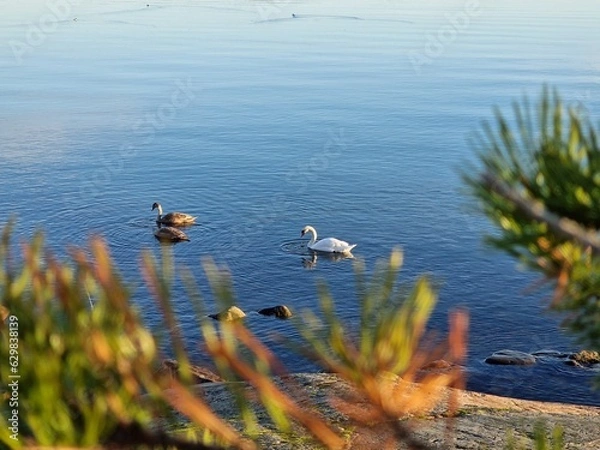 Obraz ducks on the lake