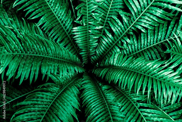 Fototapeta Beautiful split leaf tree, top view in the rainforest