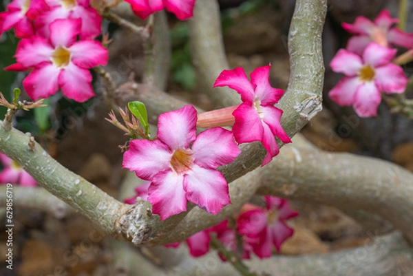 Obraz Beautiful Pink Adenium obesum flower in garden, (Desert Rose, Impala Lily, Mock Azalea)
