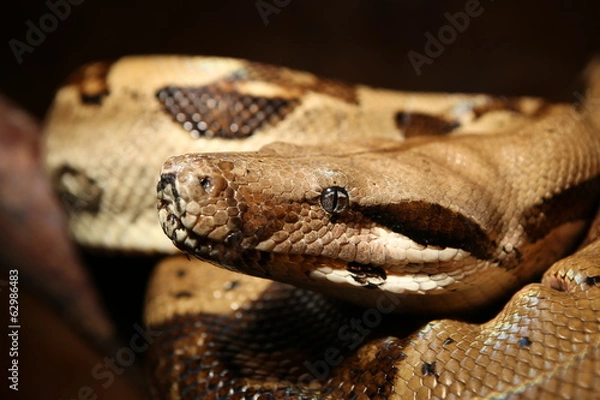 Obraz Boa constrictor