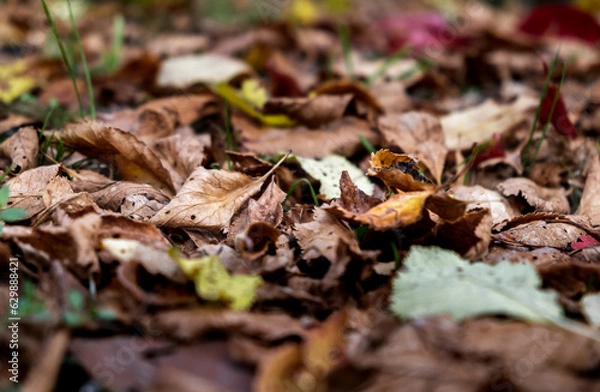 Fototapeta Closeup of multicolored brown, yellow dried leaves on ground. Soft focus. Garden lawn covered by dry leaves. Autumn concept. Natural background. Landscape view. Details of nature. Forest scene