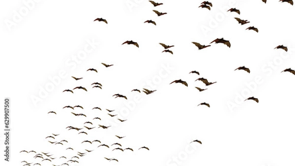 Fototapeta group of swarming bats isolated on transparent background
