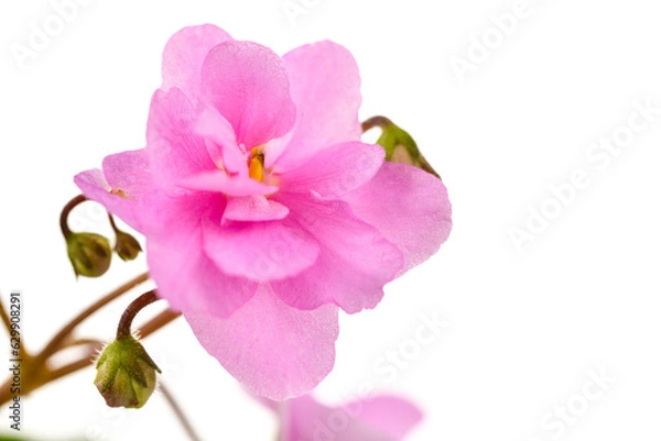 Fototapeta African Violets Senpolia