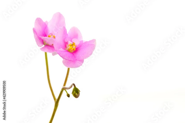 Obraz pink flower isolated on white