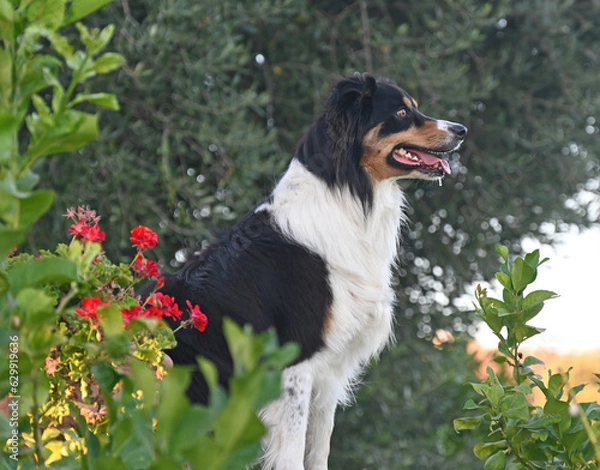Obraz Portrait of a Border Collie