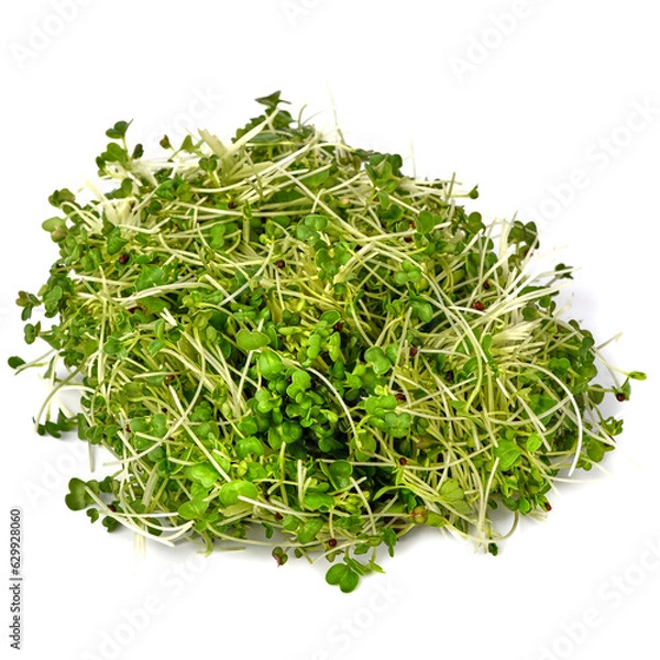 Obraz Broccoli microgreens on white background
