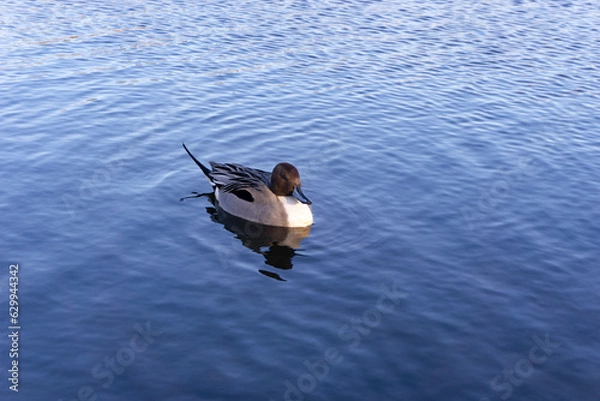 Fototapeta 湖面の水鳥
