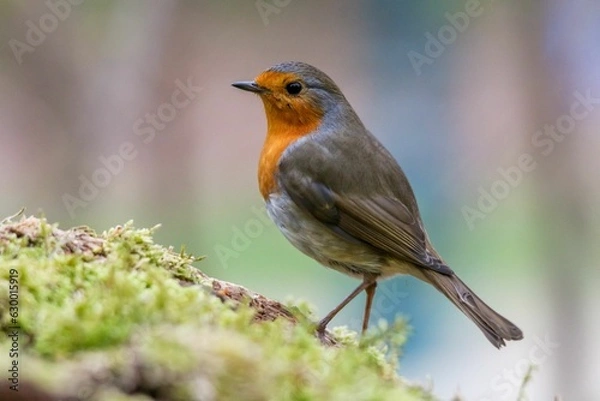 Obraz Vibrant Robin (Erithacus rubecula) perched on a moss-covered tree trunk