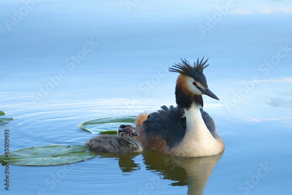 Obraz great crested grebe