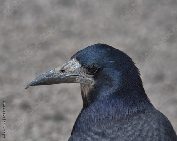 Obraz Rook perch on a fence.